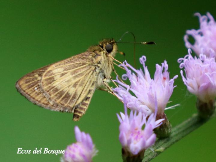 Callimormus juventus en Eirmocephala brachiata