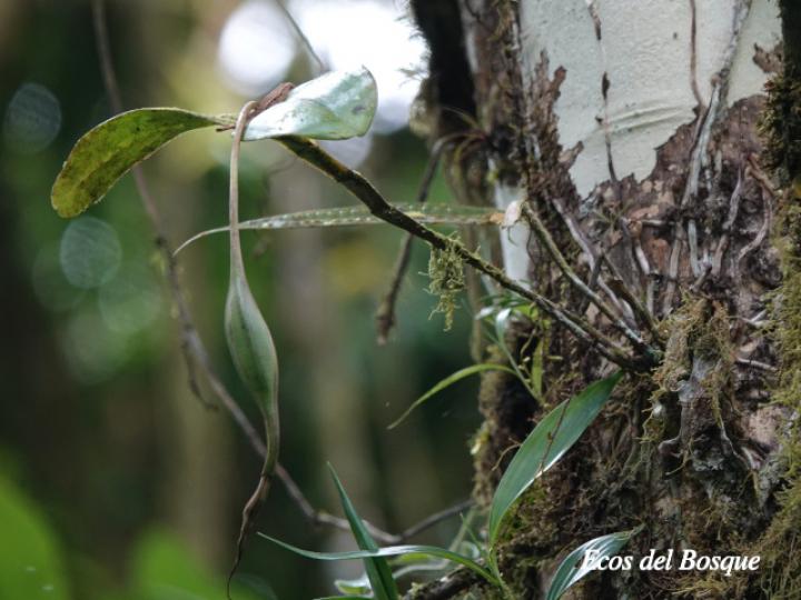 Epidendrum angustilobum