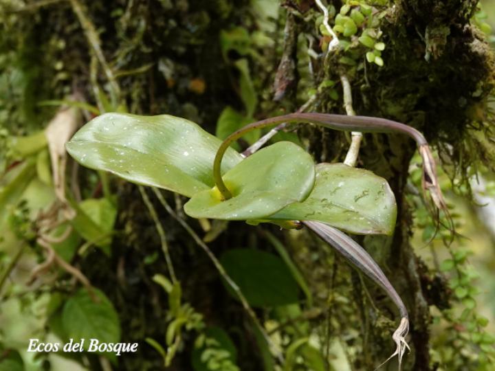 Epidendrum angustilobum