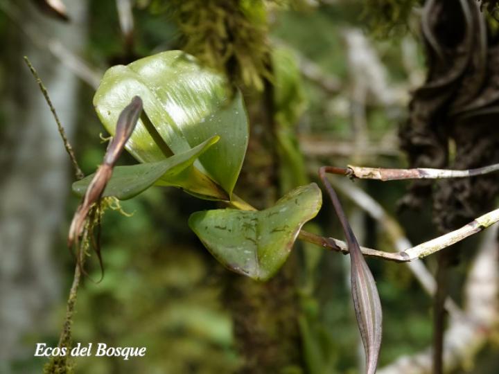 Epidendrum angustilobum