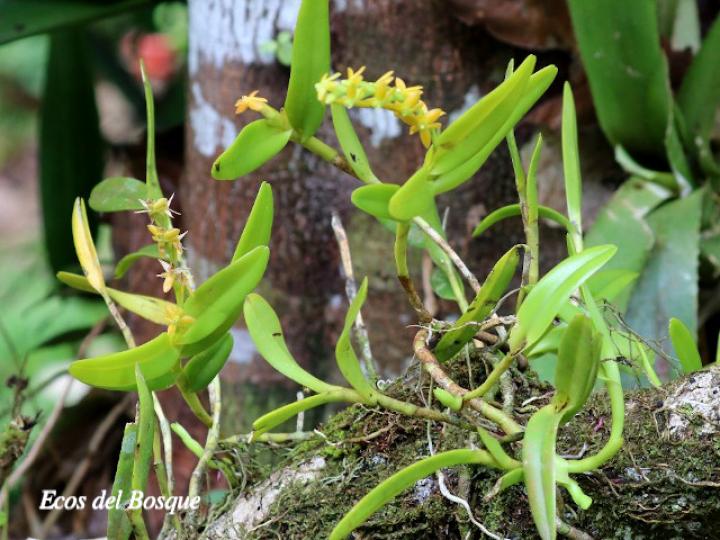 Epidendrum cardiophorum
