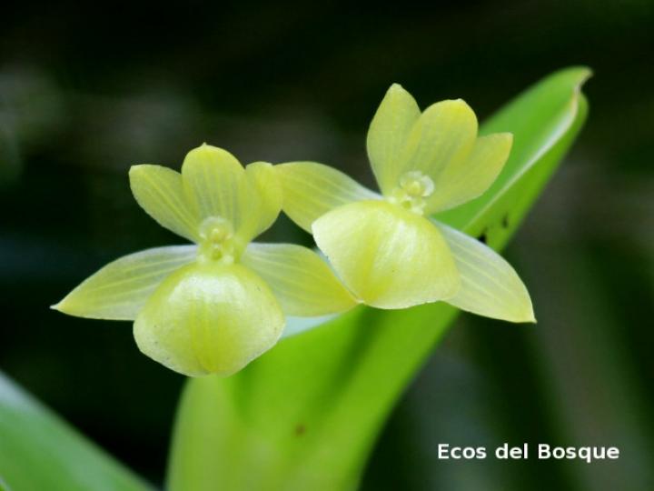 Epidendrum hunterianum