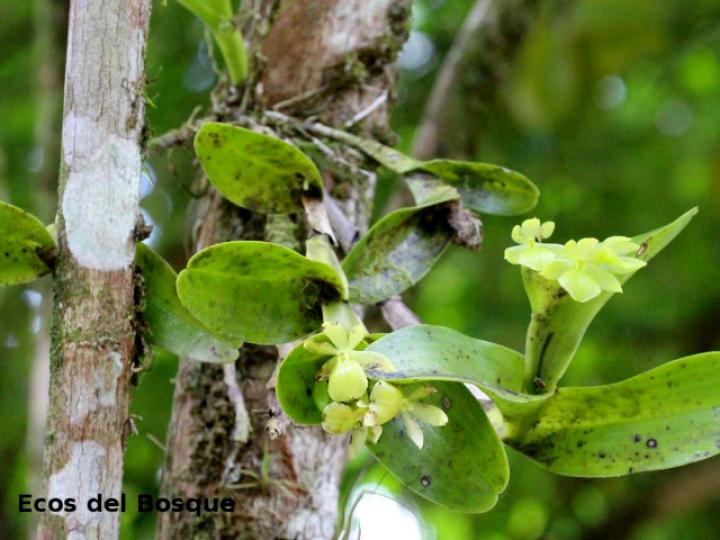 Epidendrum hunterianum