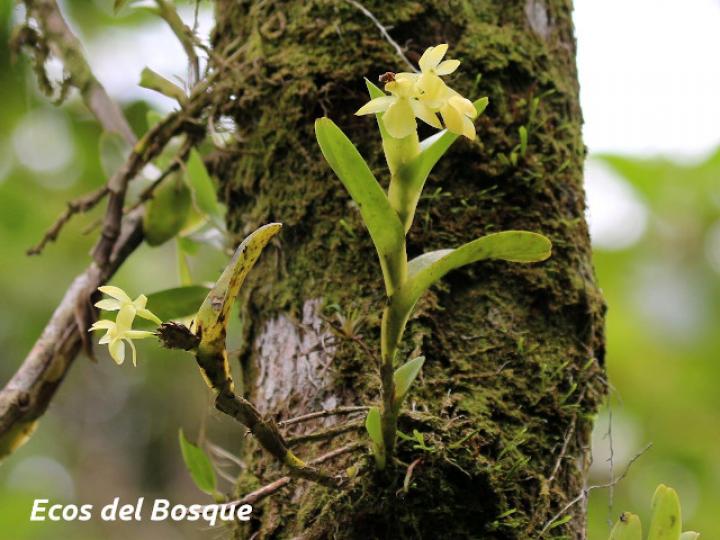 Epidendrum hunterianum