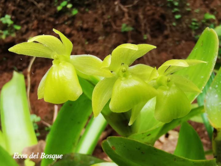 Epidendrum hunterianum