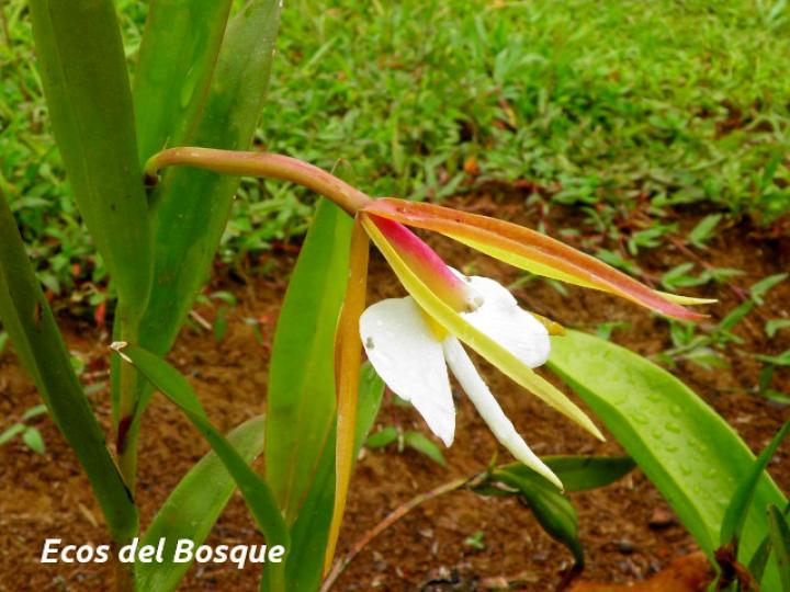 Epidendrum nocturnum