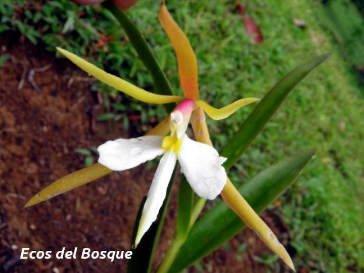 Epidendrum nocturnum