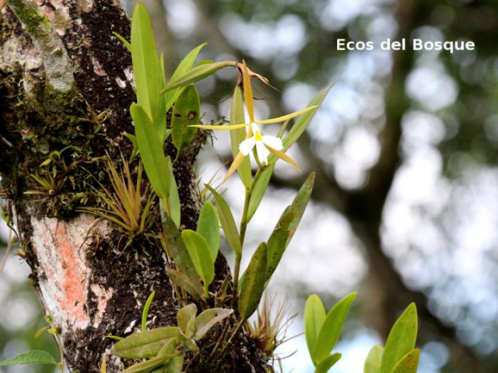 Epidendrum nocturnum