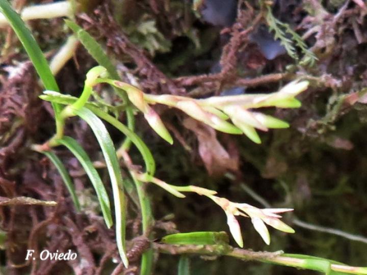 Epidendrum paranthicum