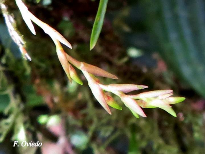 Epidendrum paranthicum