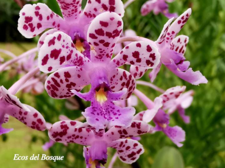 Epidendrum schumannianum