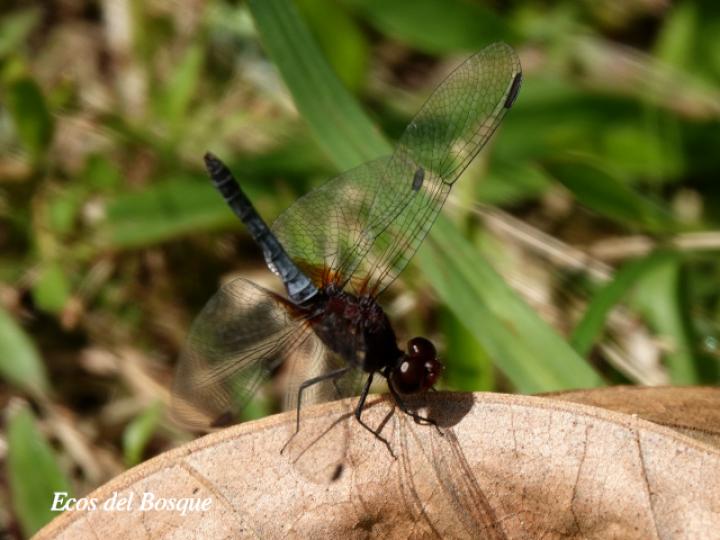 Erythrodiplax fusca (Rayadora colorada) Macho