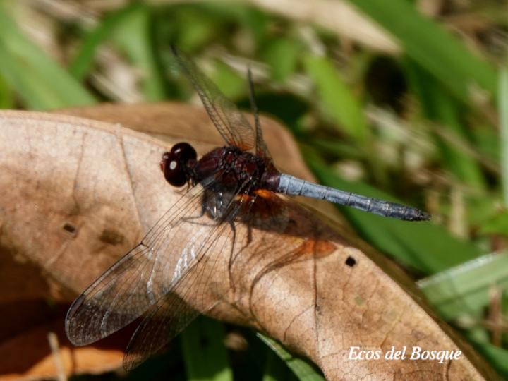 Erythrodiplax fusca (Rayadora colorada) Macho
