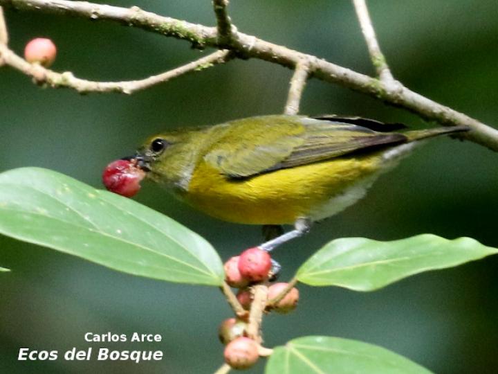 Euphonia minuta en Ficus colubrinae