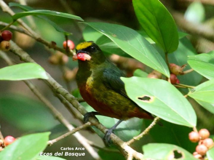 Euphonia goldi en Ficus colubrinae
