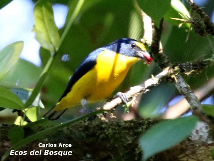 Euphonia hirundinaceae en Ficus colubrinae