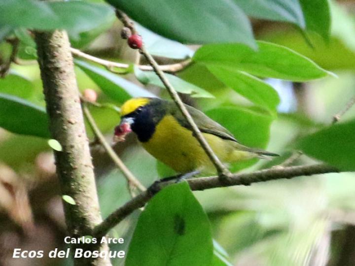 Euphonia luteicapilla en Ficus colubrinae