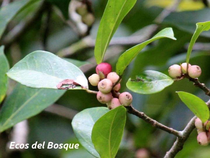 Ficus colubrinae