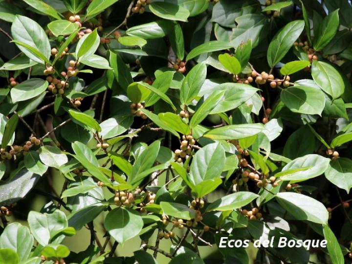 Ficus colubrinae