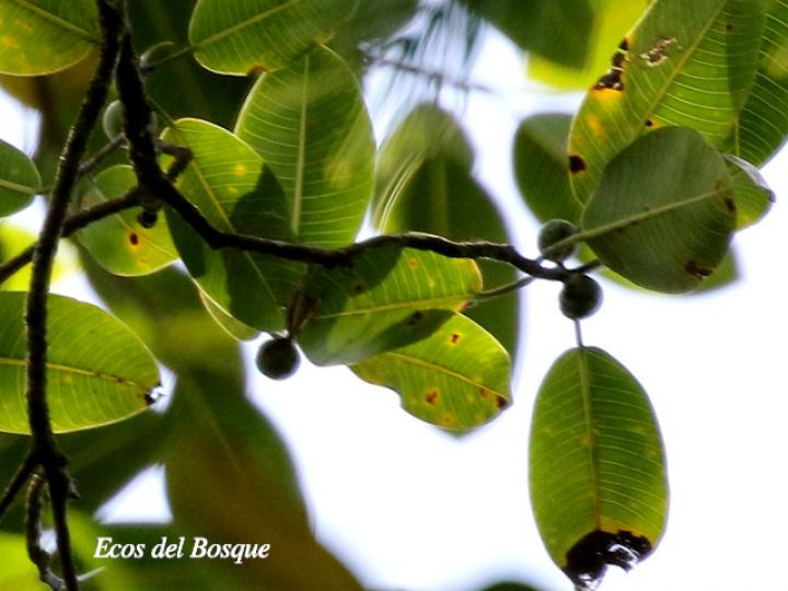 Ficus insipida (Higuera blanca)