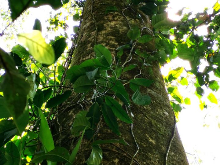 Ficus insipida (Higuera blanca)