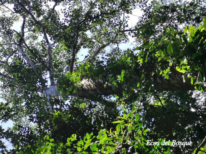 Ficus insipida (Higuera blanca)