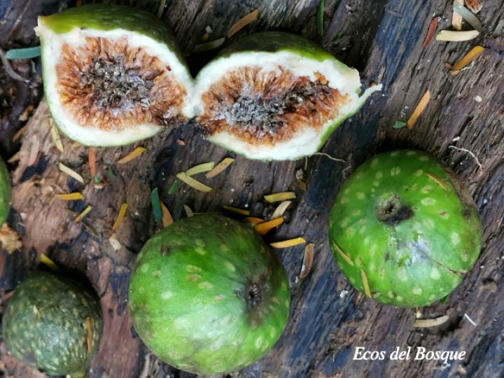 Ficus insipida (Higuera blanca)