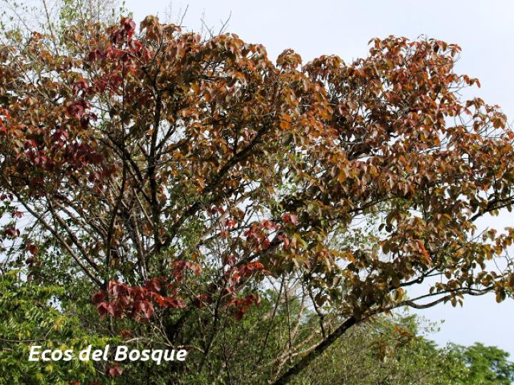 Ficus nymphaeifolia (Higuerón)