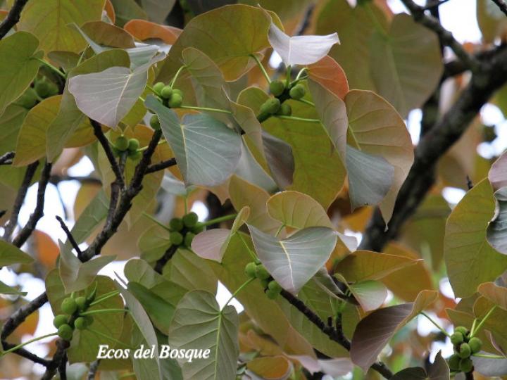 Ficus nymphaeifolia (Higuerón)