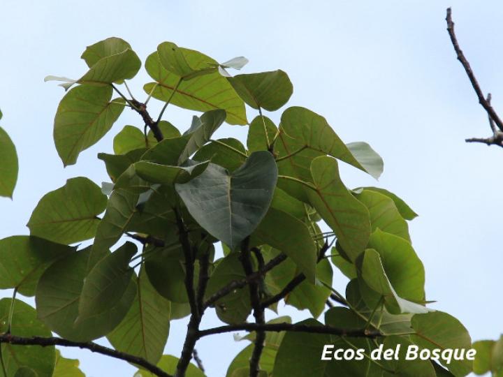 Ficus nymphaeifolia (Higuerón)