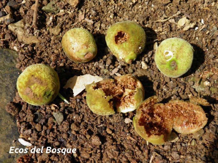 Ficus nymphaeifolia (Higuerón)