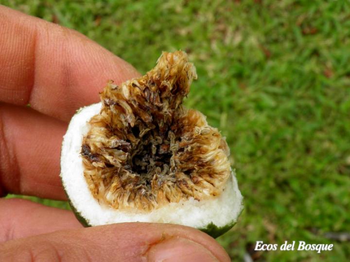 Ficus nymphaeifolia (Higuerón)