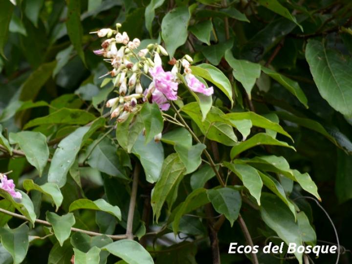 Fridericia schumanniana (Basto colorado)