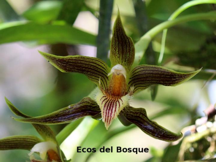 Galeottia grandiflora