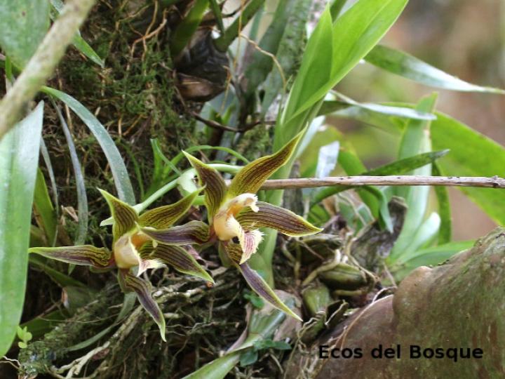 Galeottia grandiflora