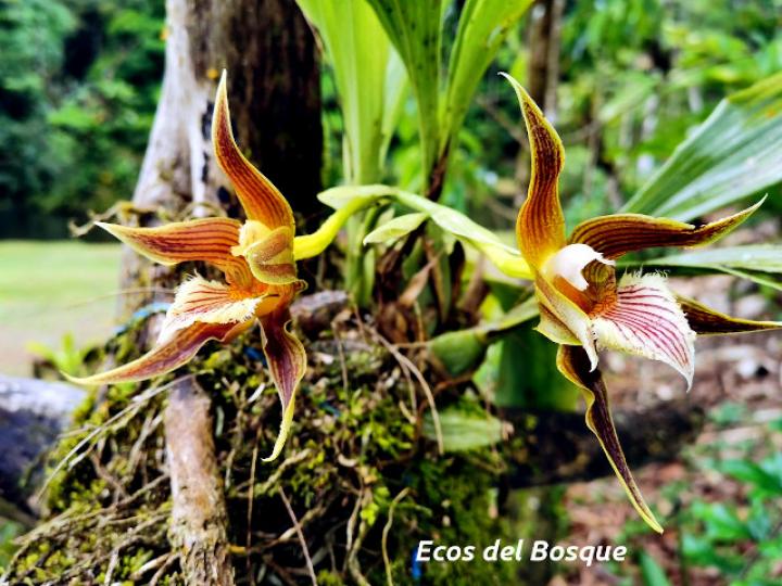 Galeottia grandiflora
