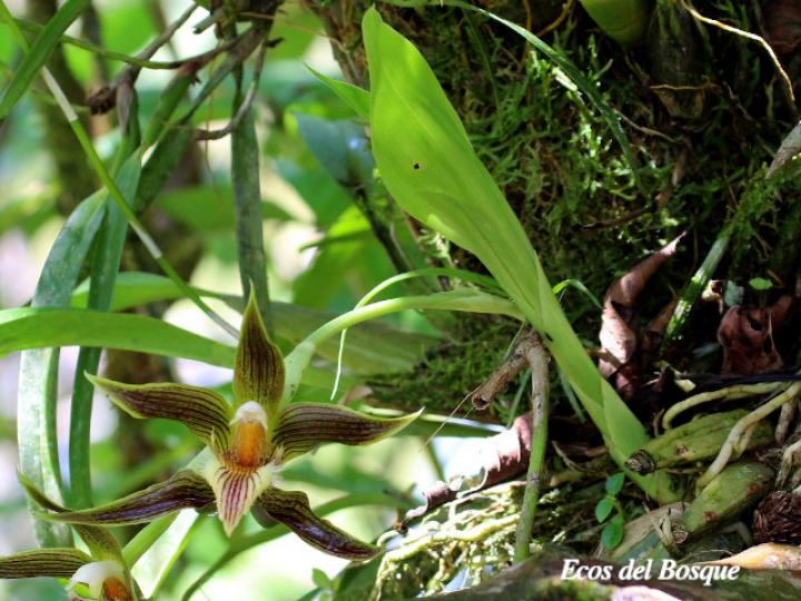 Galeottia grandiflora