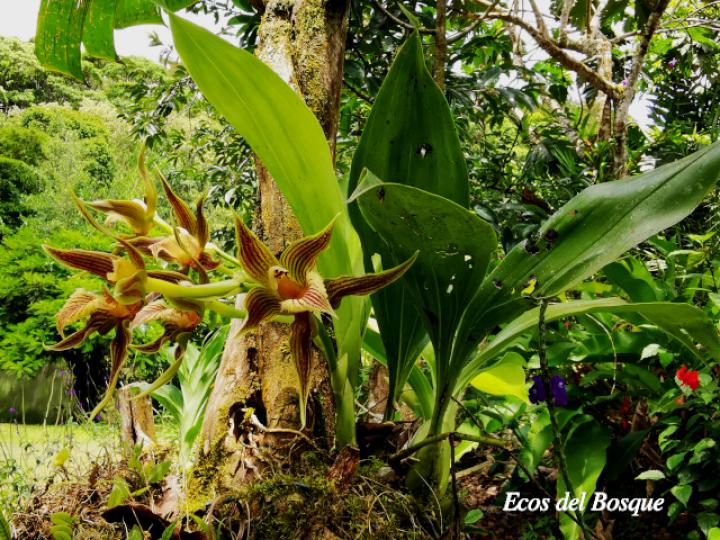 Galeottia grandiflora