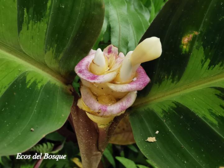 Goeppertia warszewiczii