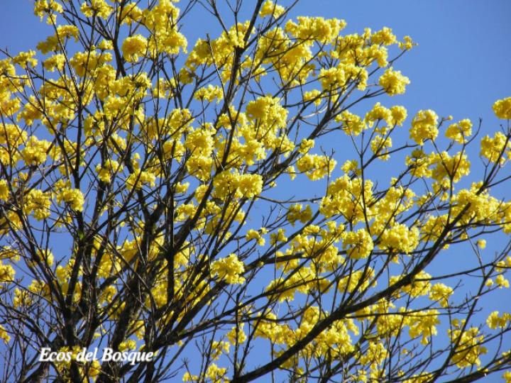 Handroanthus guayacan (Cortez Amarillo, Corteza)