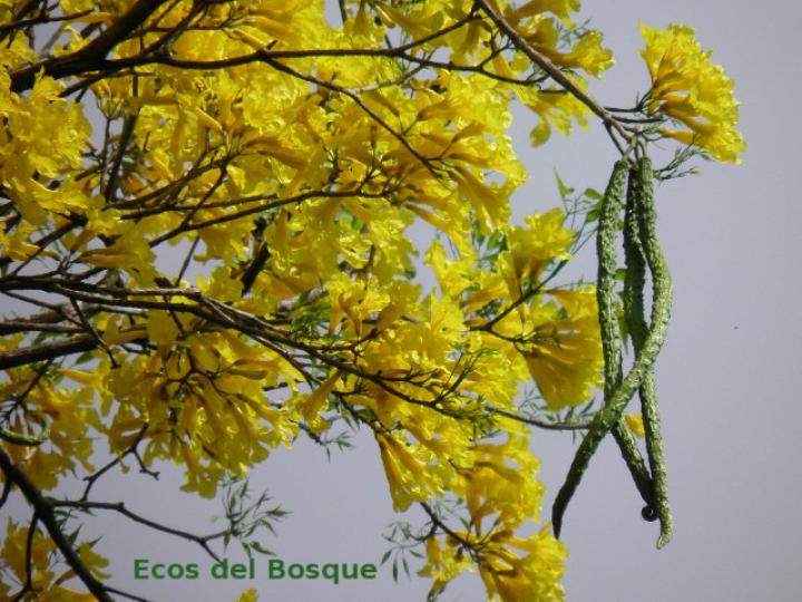 Handroanthus guayacan (Cortez Amarillo, Corteza)