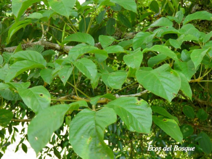 Handroanthus guayacan (Cortez Amarillo, Corteza)