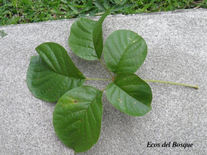 Handroanthus guayacan (Cortez Amarillo, Corteza)