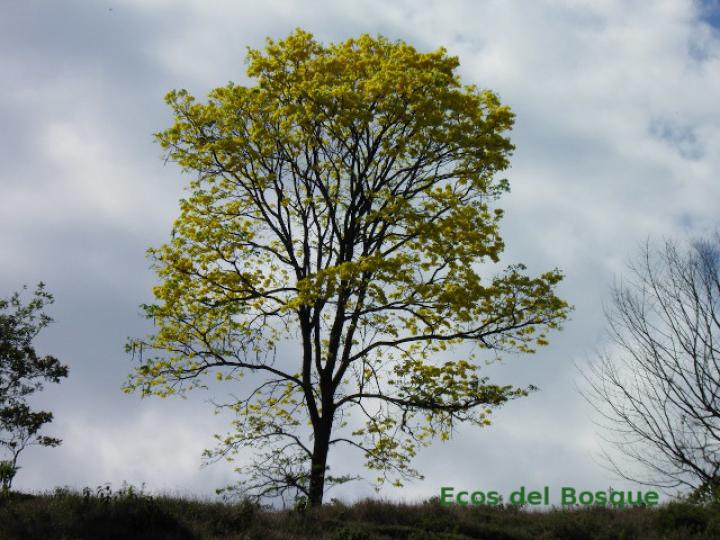 Handroanthus guayacan (Cortez Amarillo, Corteza)