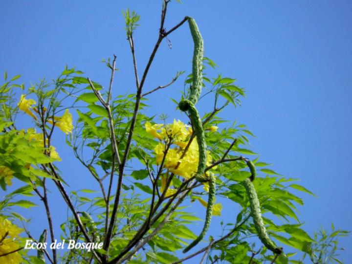Handroanthus guayacan (Cortez Amarillo, Corteza)
