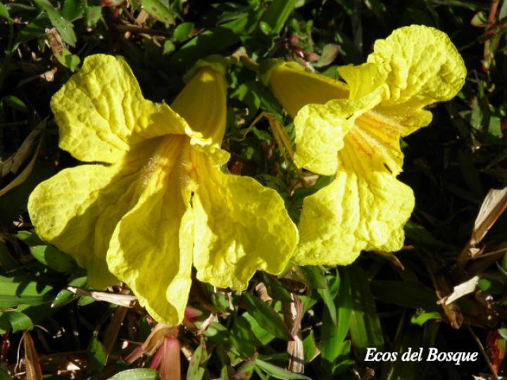 Handroanthus guayacan (Cortez Amarillo, Corteza)
