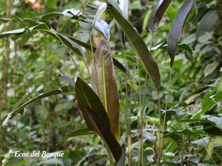 Heliconia umbrophilla