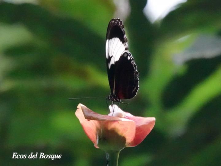 Heliconius sapho leuce