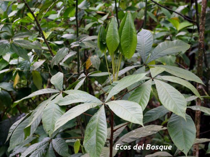 Herrania purpurea (Cacao de momo)