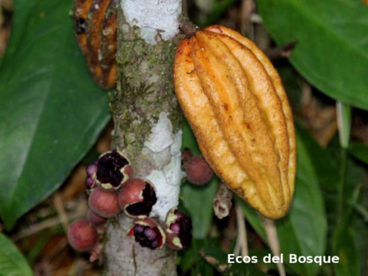 Herrania purpurea (Cacao de momo)